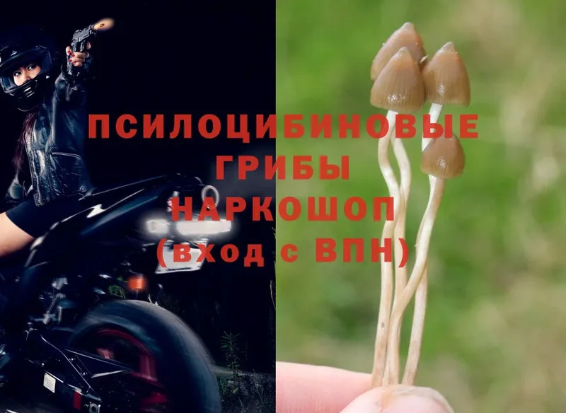 Галлюциногенные грибы Psilocybine cubensis  Партизанск 